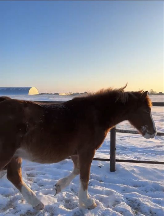 Продам жеребца 3 года, полу тяж