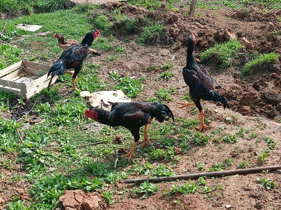 Shamo 5 oylik tozza zot