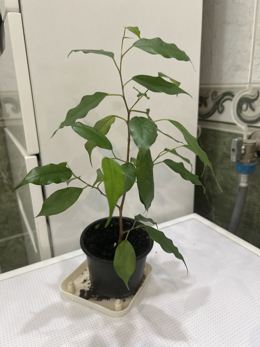 Фикус бенджамина