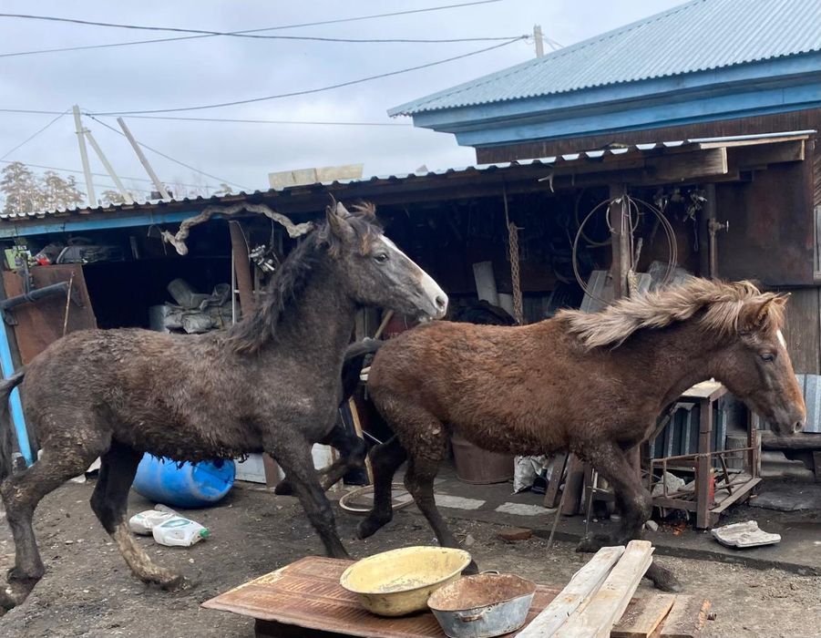 Продам 2 жеребчика ( тай )