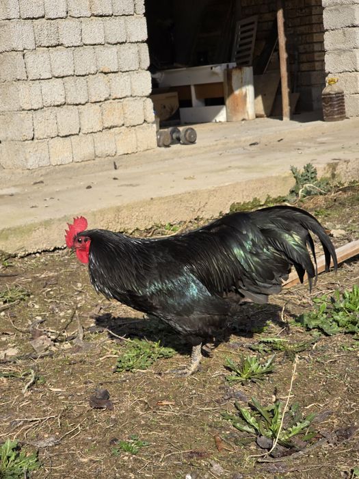 Австролорп-Avstrolorp