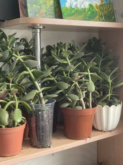 Денежное дерево толстянка