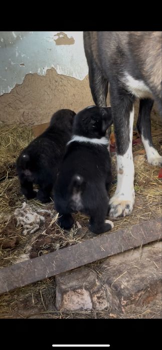 Алабай 2 девочки 29 дней