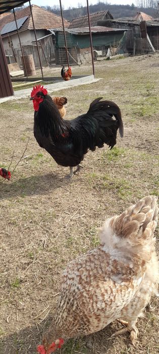 Vând pui de gaina, de o zi .