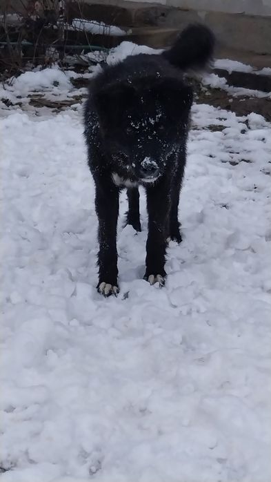 Кучук  соглом яхши бокилган