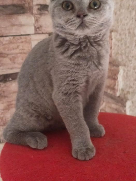 Британский котик