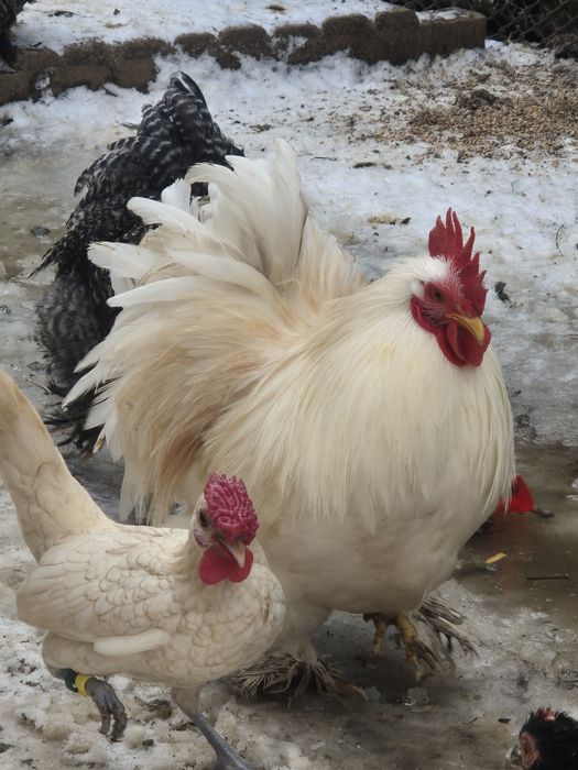 Cocosi cochinchina pitic