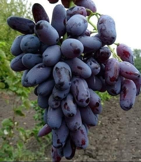 Baikonur vita de vie