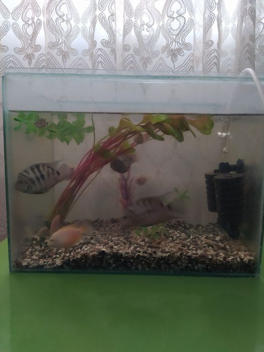 Akvarium baliqlari bn sotiladi  filter kompresor aksesuvarlari bor