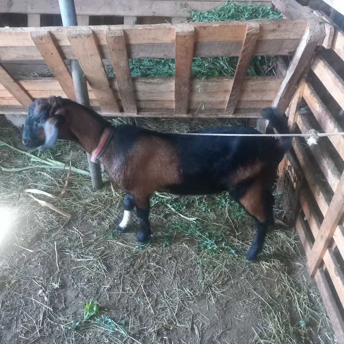 Vând un țapișor metis anglo-nubian !!!