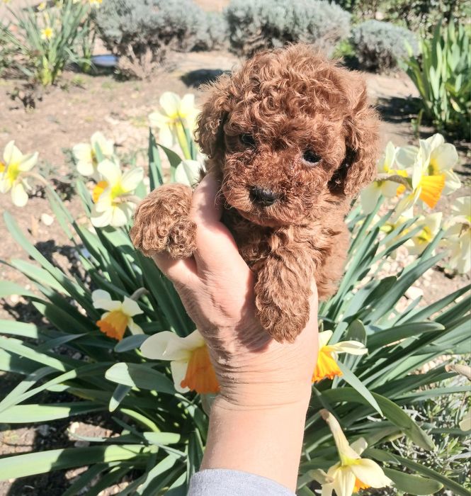 Той пудел момченца