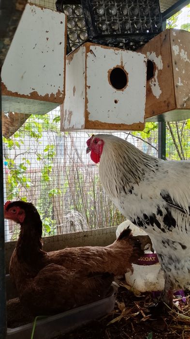 Xonaki tovuqlar brama kulangi