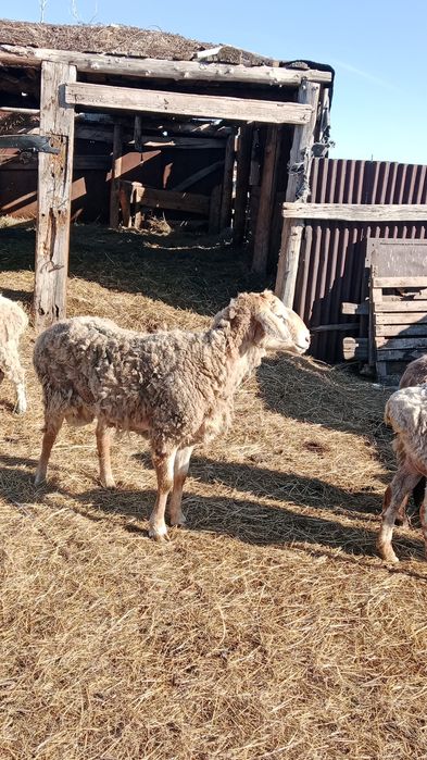 Кошкар едилбай 3-х годовалый