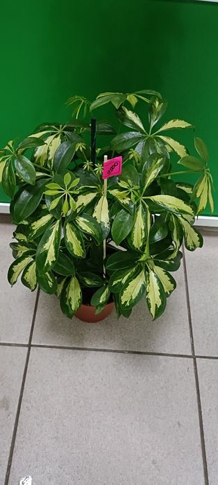 Шефлера:9500 тенге