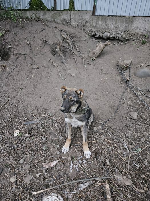 Кавказская овчарка