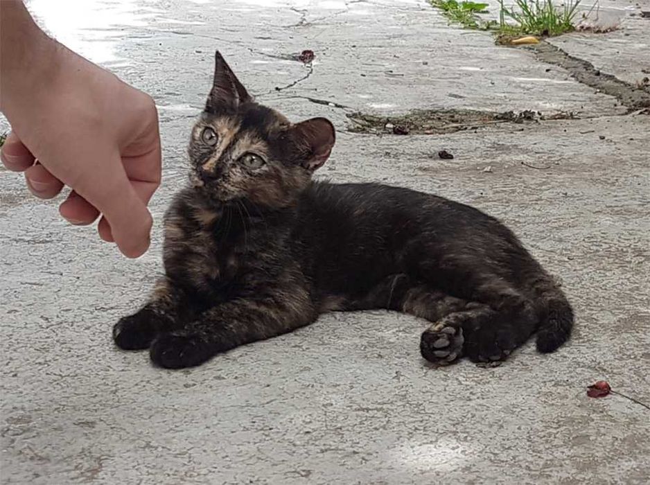 Ofer spre adoptie o pisicuta de 4 luni, dulce si iubitoare