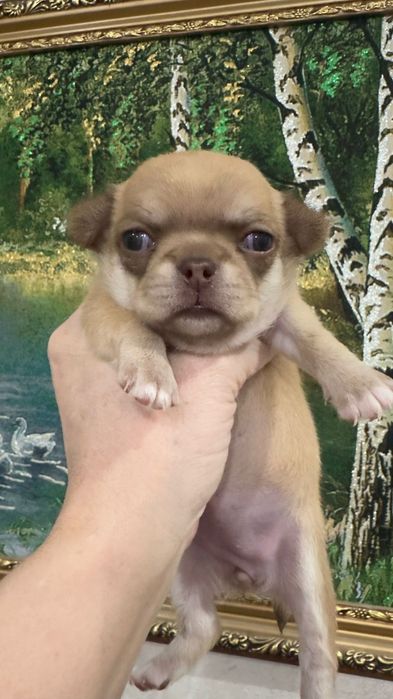 Чихуахуа девочка шоколадный соболь