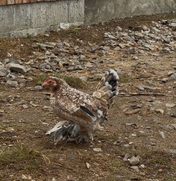 De vanzare mii de flori