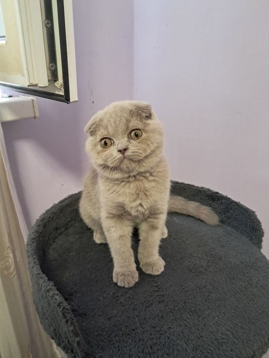 Шотланский скотиш фолд