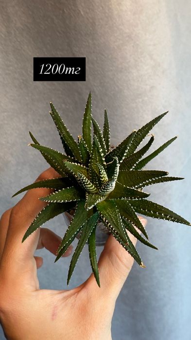 Комнатные растения