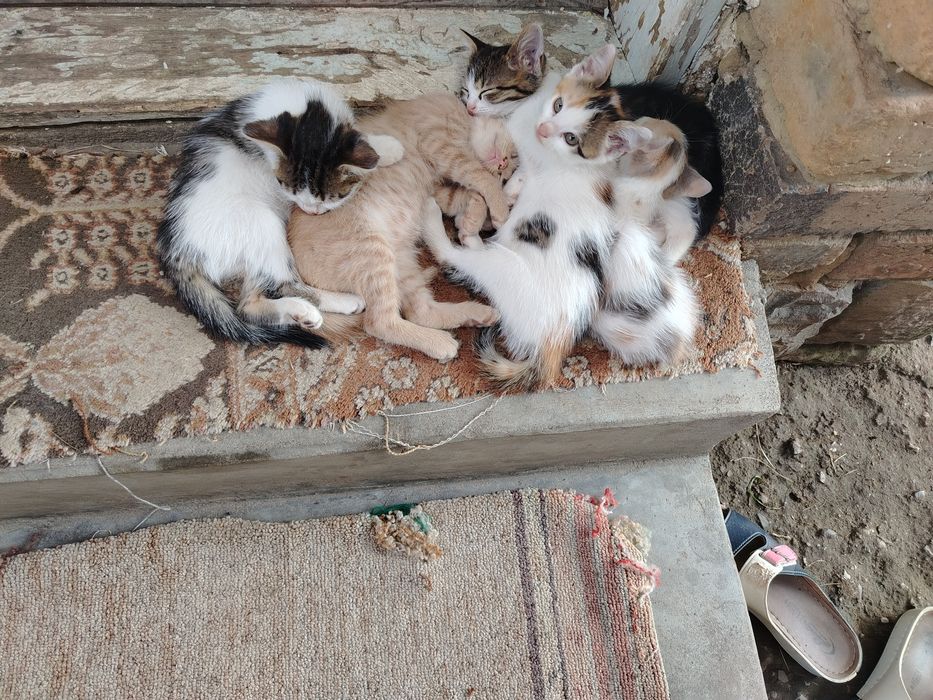 Подаряват се малки котенца.