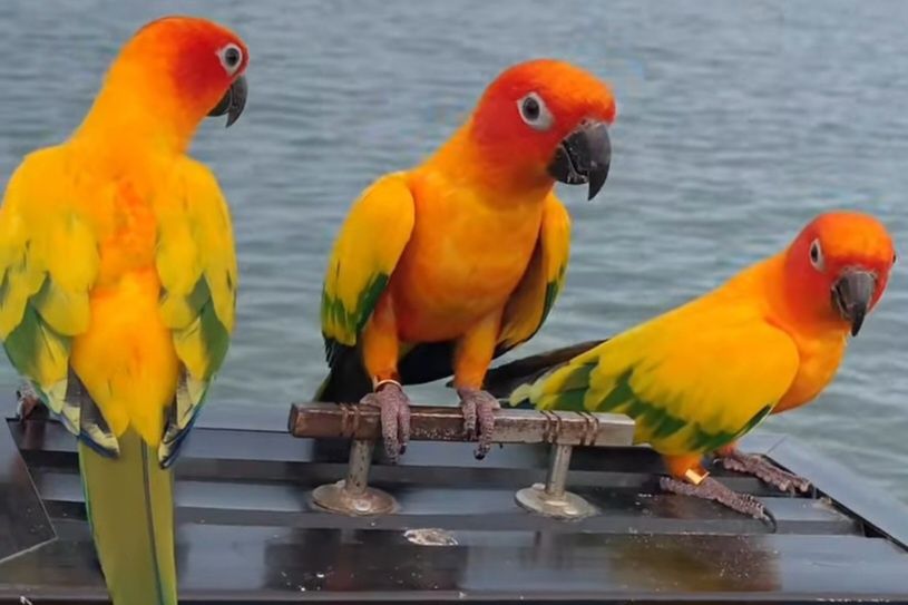 Vand  papagali aratinga