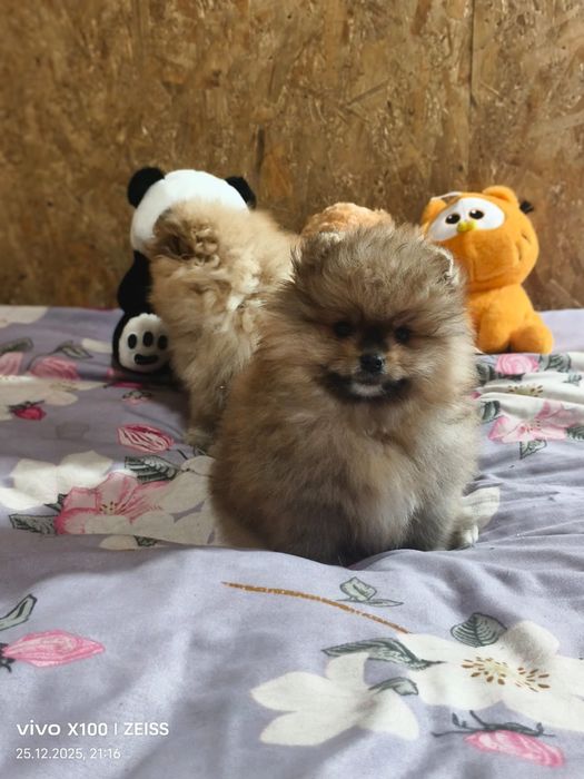 Очаровательные щенки шпица.