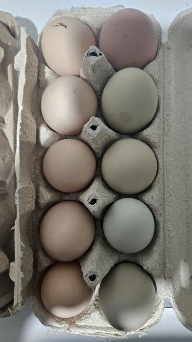 Oua de casa, oua verzi, oua gaini tara.