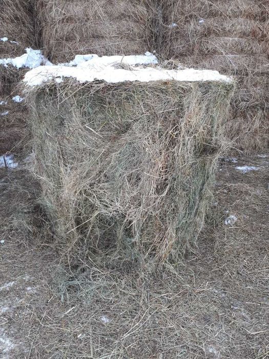 Продам сено в рулонах