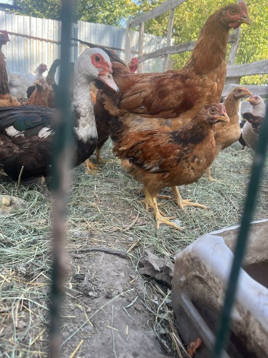 Продам куриц и индоуток
