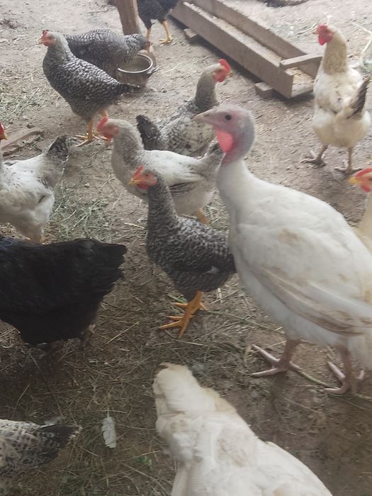 cocoși  de vanzare