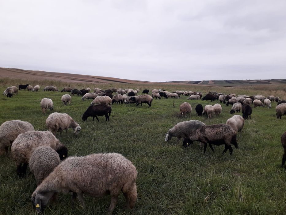 Vand oi tinere karakul