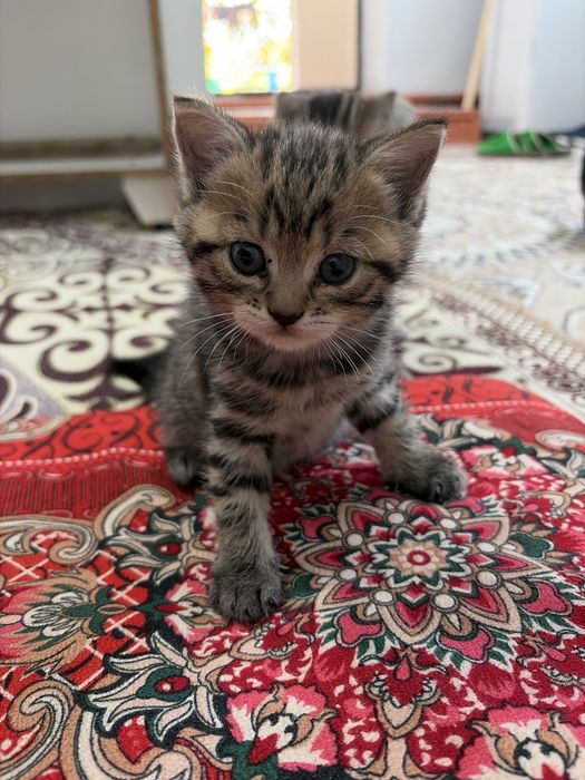 Шотландские прямоухие котята