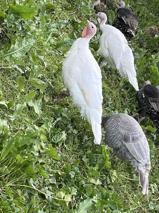 Домашни пресни яйца - пуешки и кокоши
