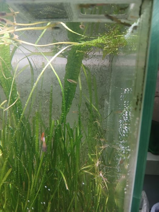 Продам подростков гуппи 150 тг