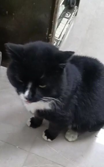 Кот мальчик умный добрый