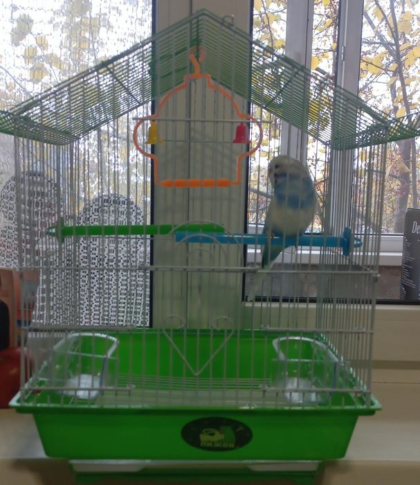 Попугай с клеткой