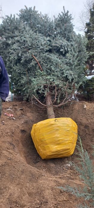 Пересадка деревьев профессионально