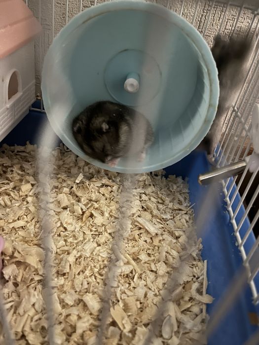 Продам пара хомяк