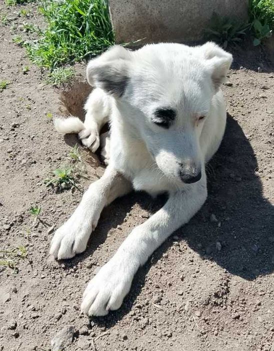 Отдам щенка девочку, крысоловку.