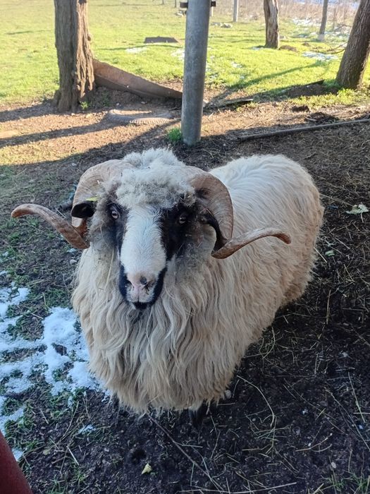 Barbecue devinzare mior forte bine intretinut det LA lately  c hbsjybk