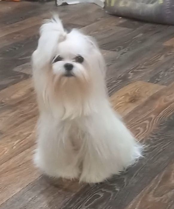 Предлагаются  щенки мальтезе