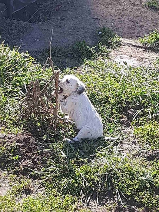 Продавам малки английски сетерчета