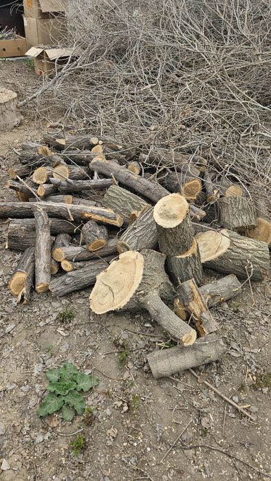 Древесина/Дерево