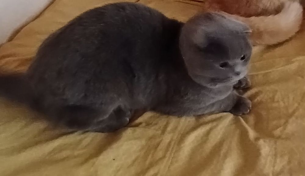 Скотишь фолд  чистый