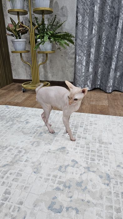 Продаётся кот сфинкс