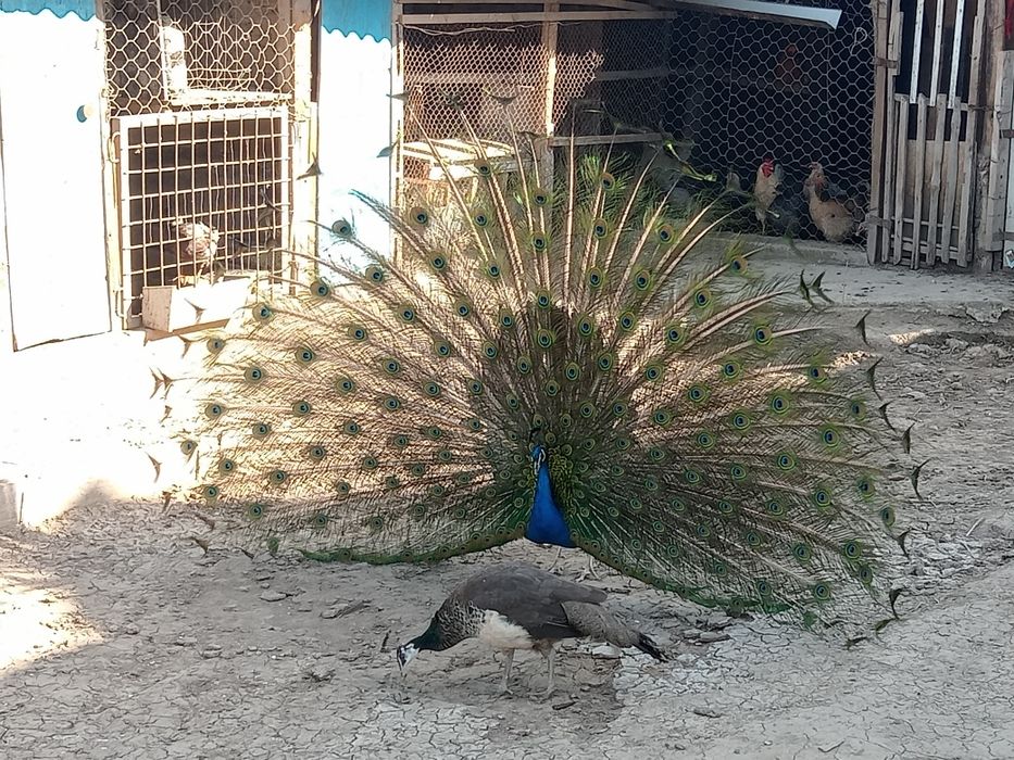 Павлин сатылады бағ 120