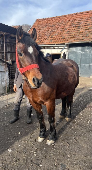 Iapa de vanzare 7 ani