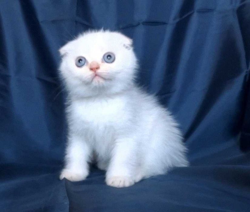 Шотландски късокосмести котенца