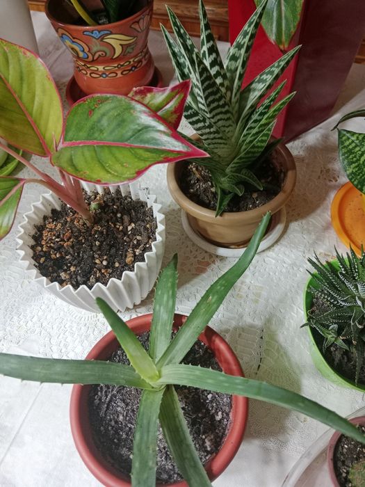 Комнатные цветы в новом грунте